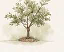 Aquarellillustration eines Baums